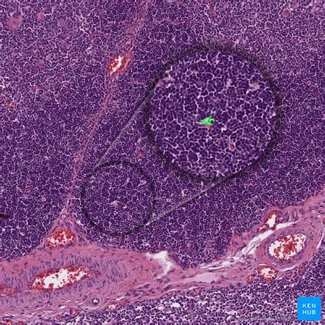 Thymus: Histology, features, cell types and anatomy .